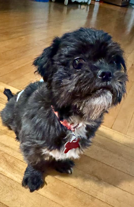 Chewy