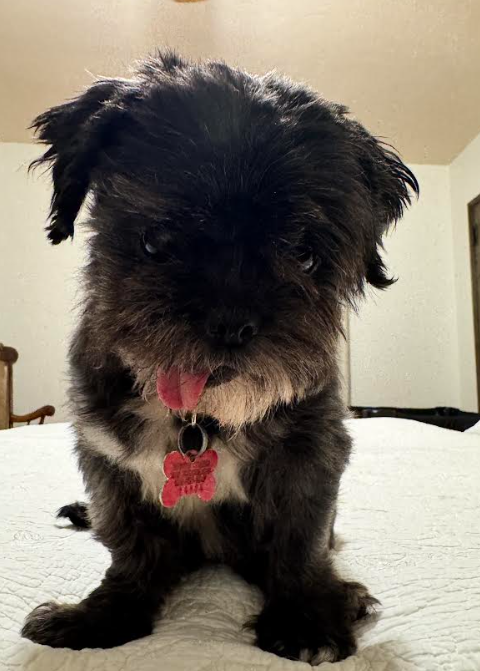 Photo 4 of Chewy