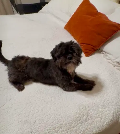 Chewy image 3