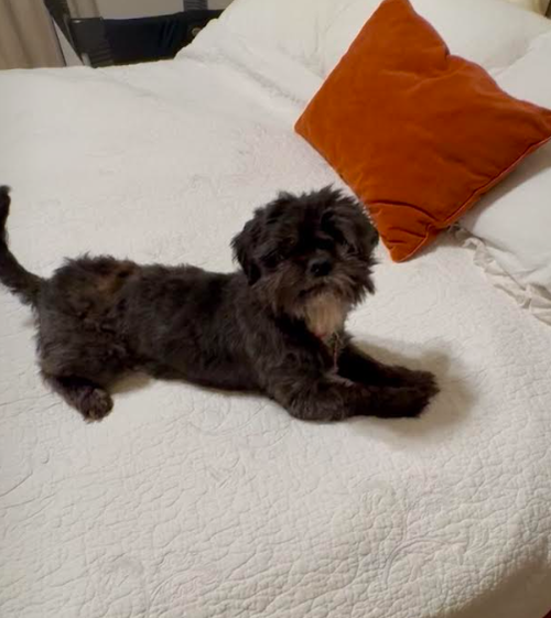 Photo 3 of Chewy