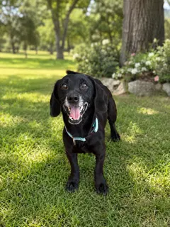 Sully - Dachshund