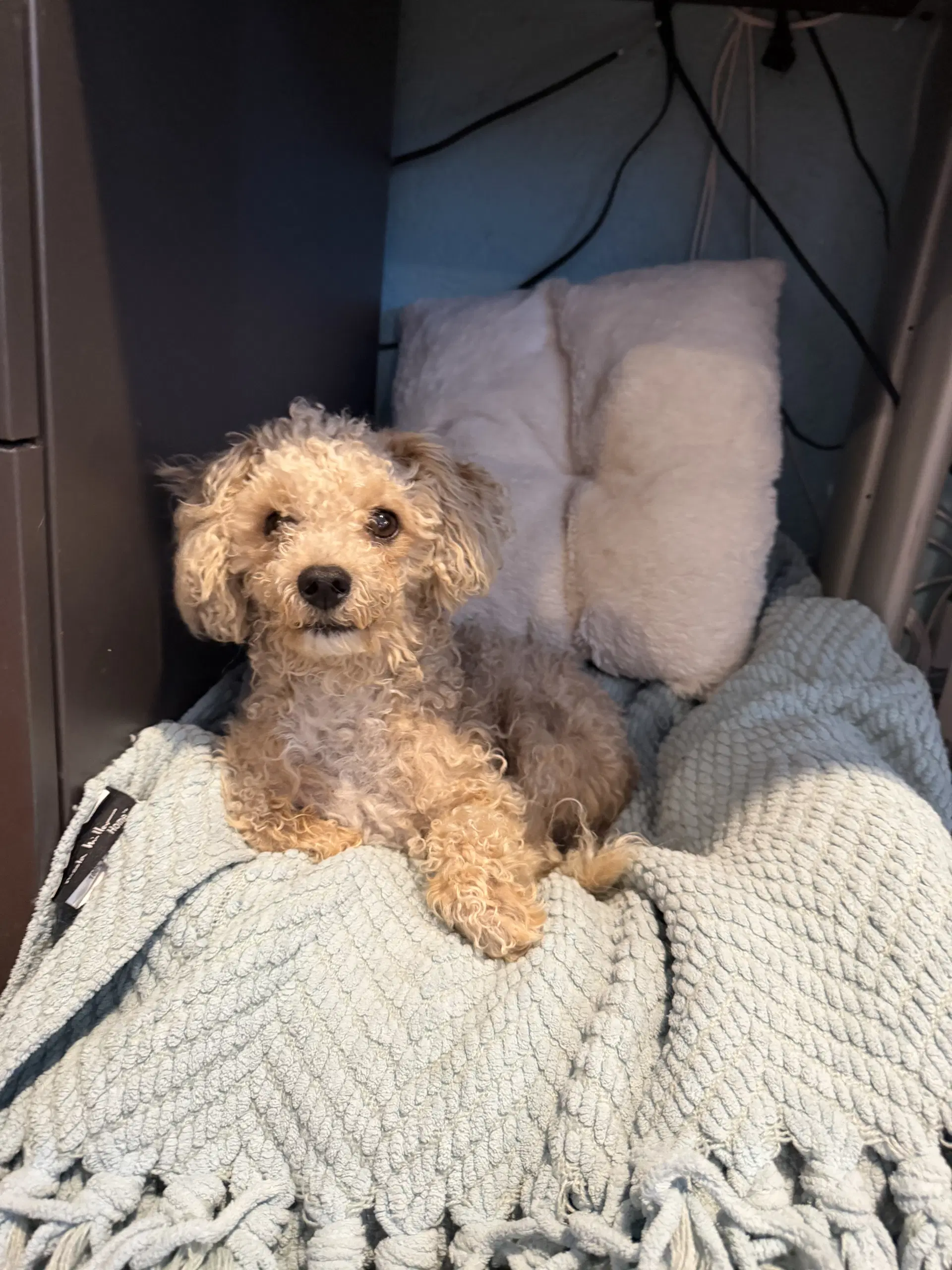 Toby image 4