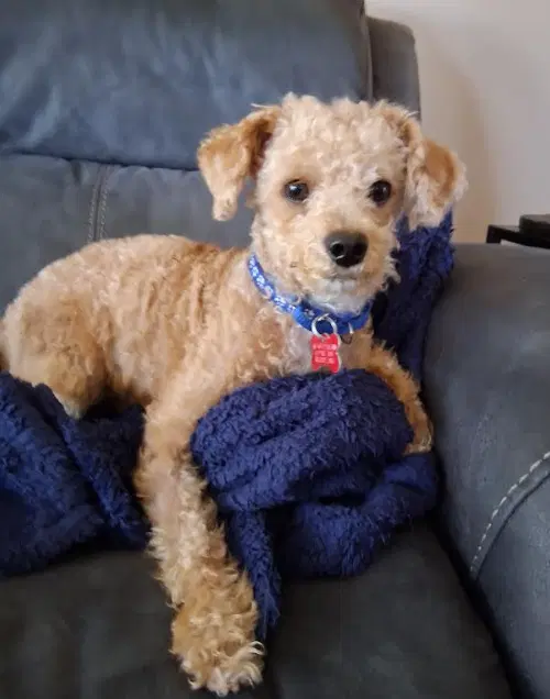 Toby - Poodle (Miniature)