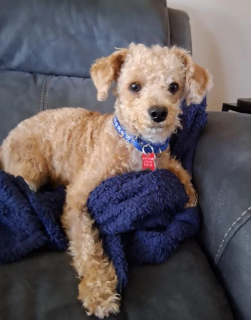Toby