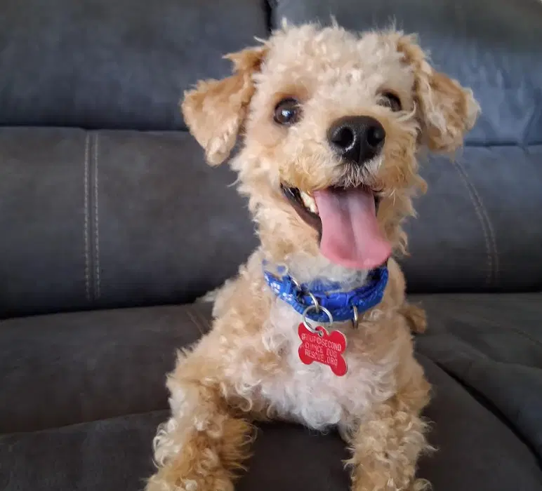 Toby image 2