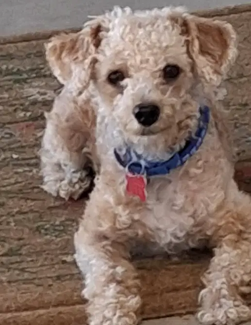 Toby image 3