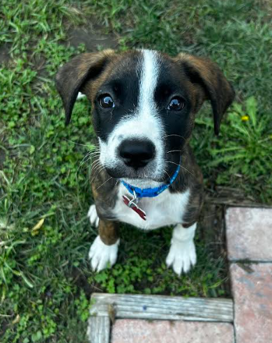 Milo, Boxer