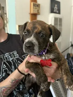Maisie image 2