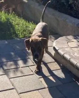 Maisie image 3