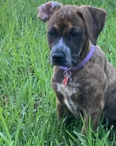 Maisie - Boxer