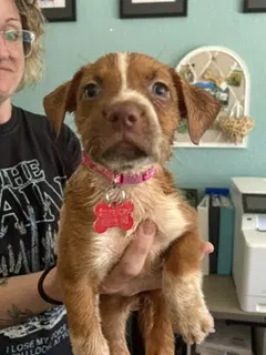 Millie - Pit Bull Terrier