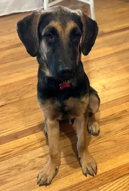 Buster - German Shepherd Dog