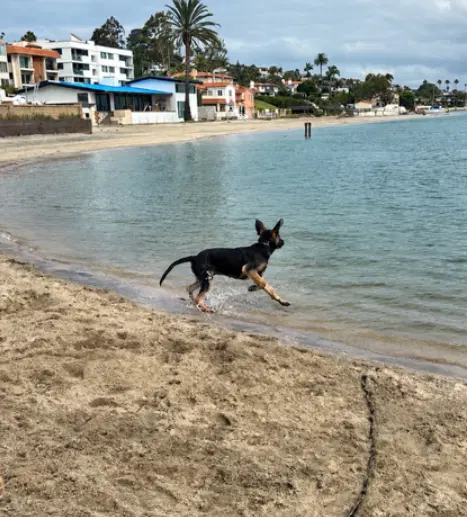 Buster image 2