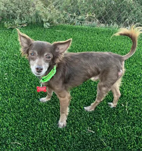 Jude - Chihuahua