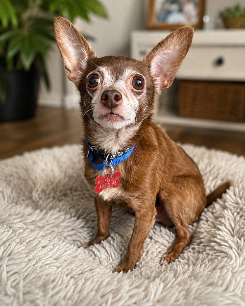 Photo 5 of Yogi