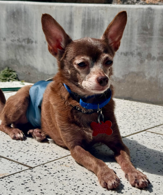 Yogi, Chihuahua