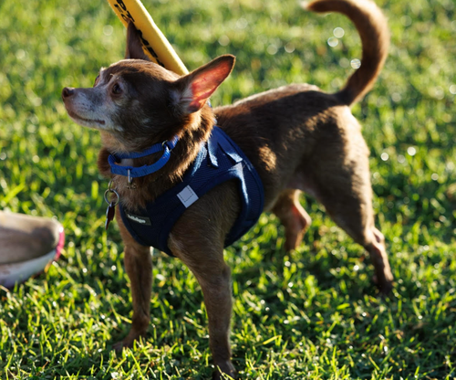 Photo 3 of Yogi