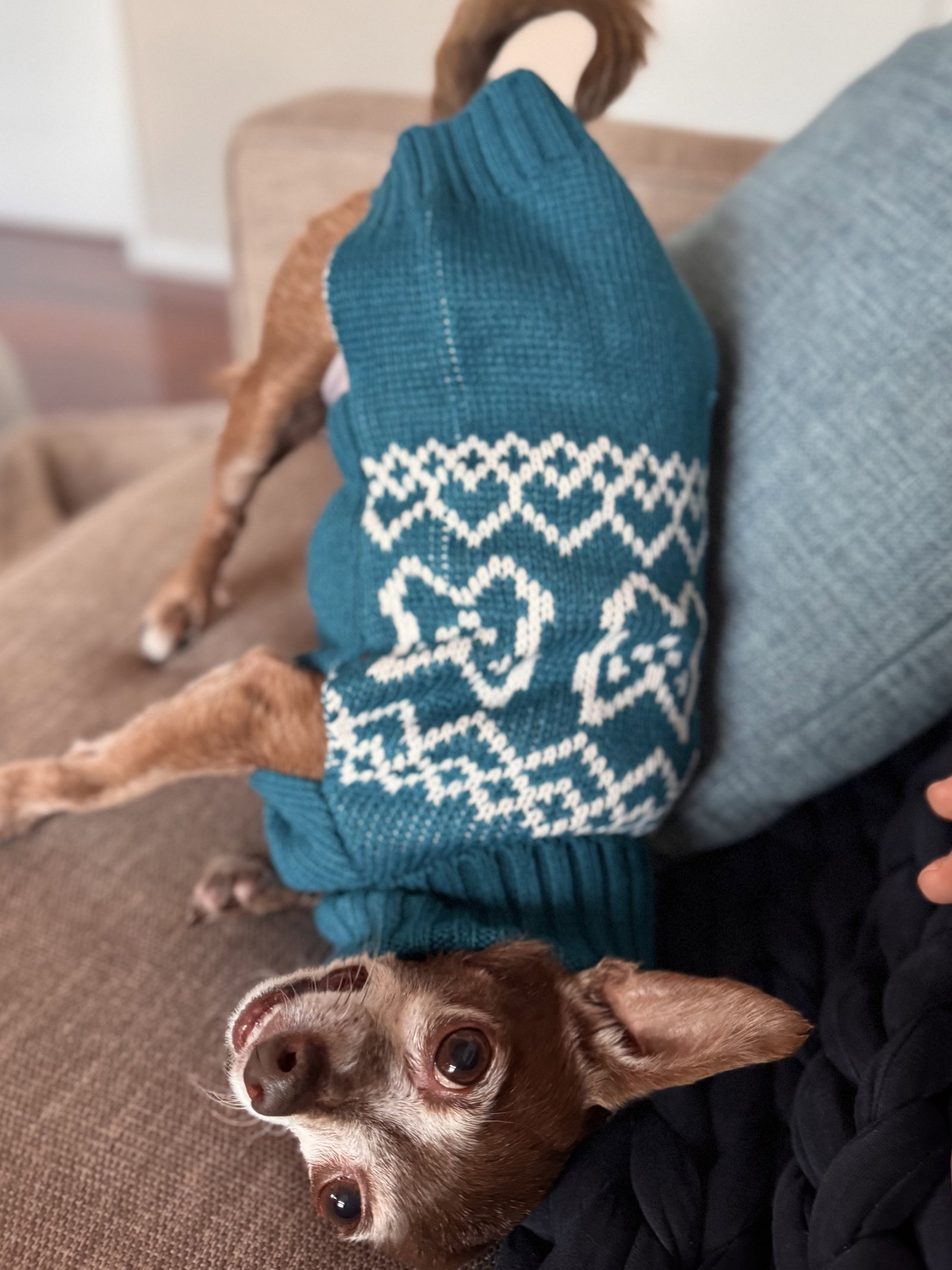 Yogi