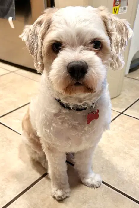 Oso - Maltese
