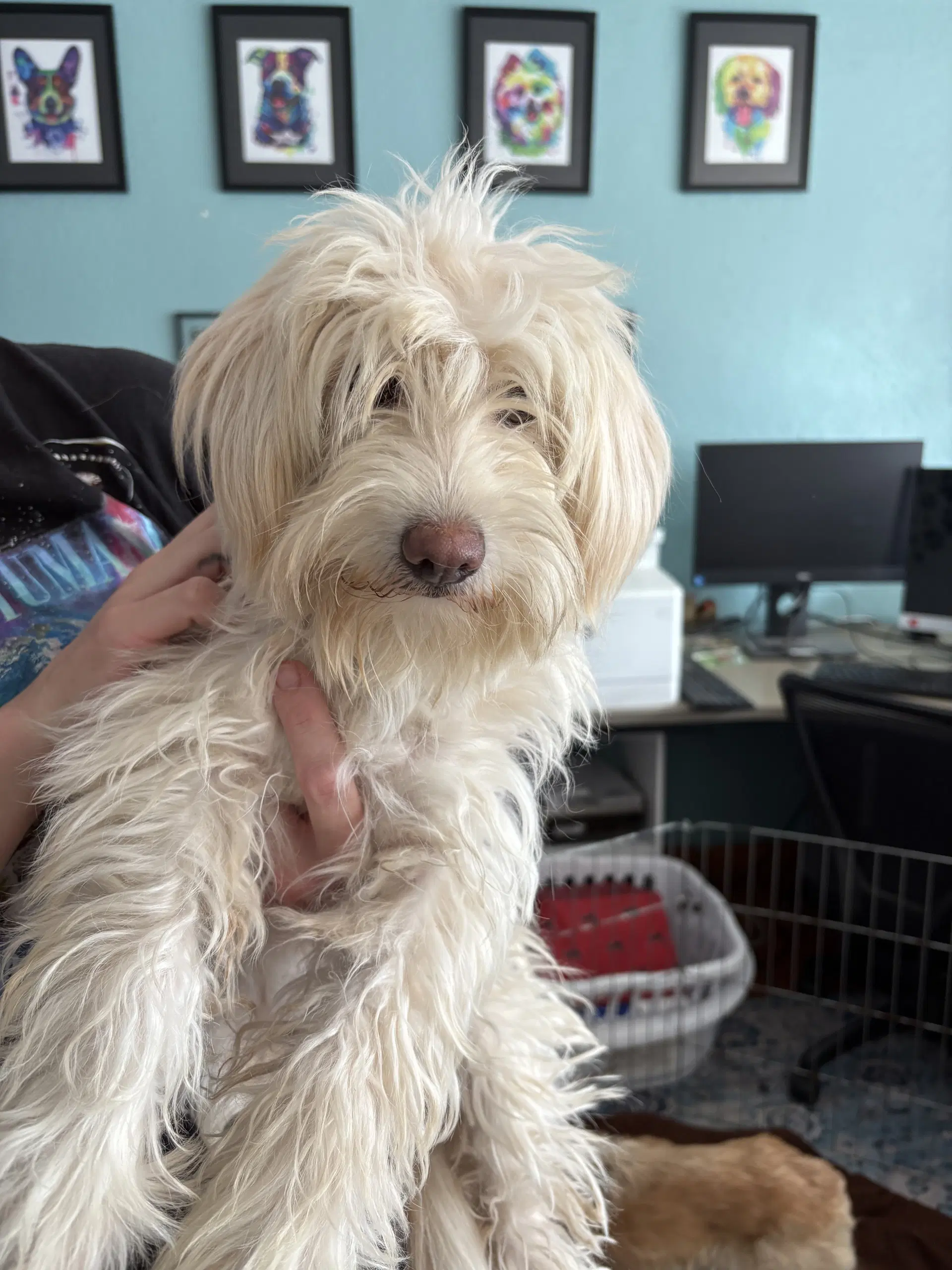 Dolly image 3