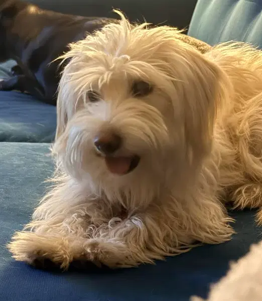 Dolly - West Highland White Terrier Westie