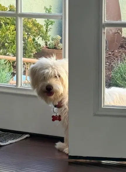 Dolly image 2