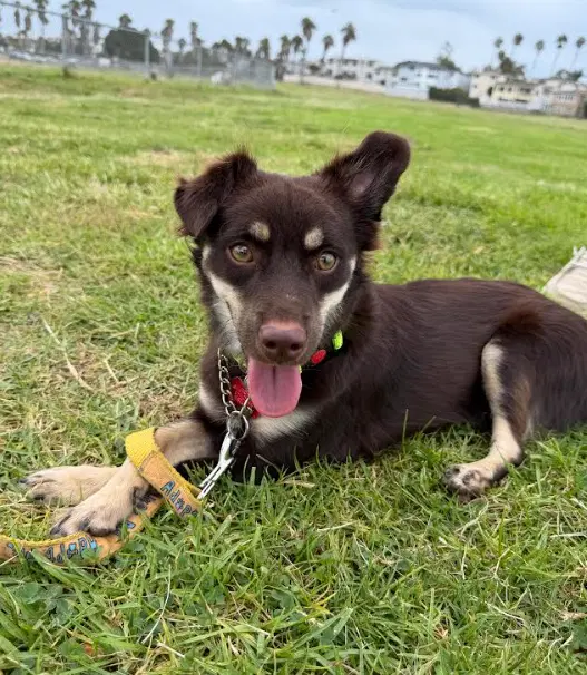 Rufus - Chihuahua