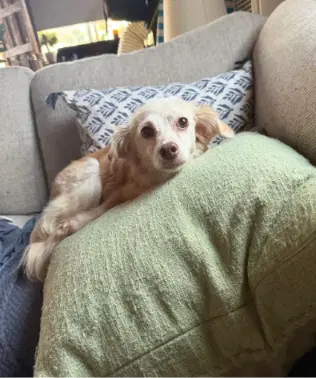 Opal - Cocker Spaniel