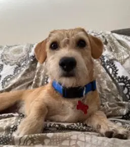 Norman - Terrier