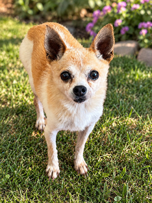 Atom, a dog for adoption from Second Chance Dog Rescue