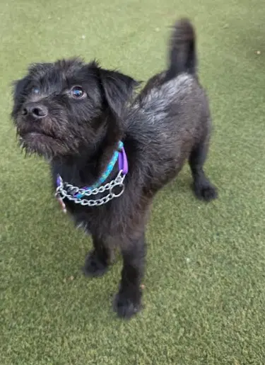 Wybie - Schnauzer