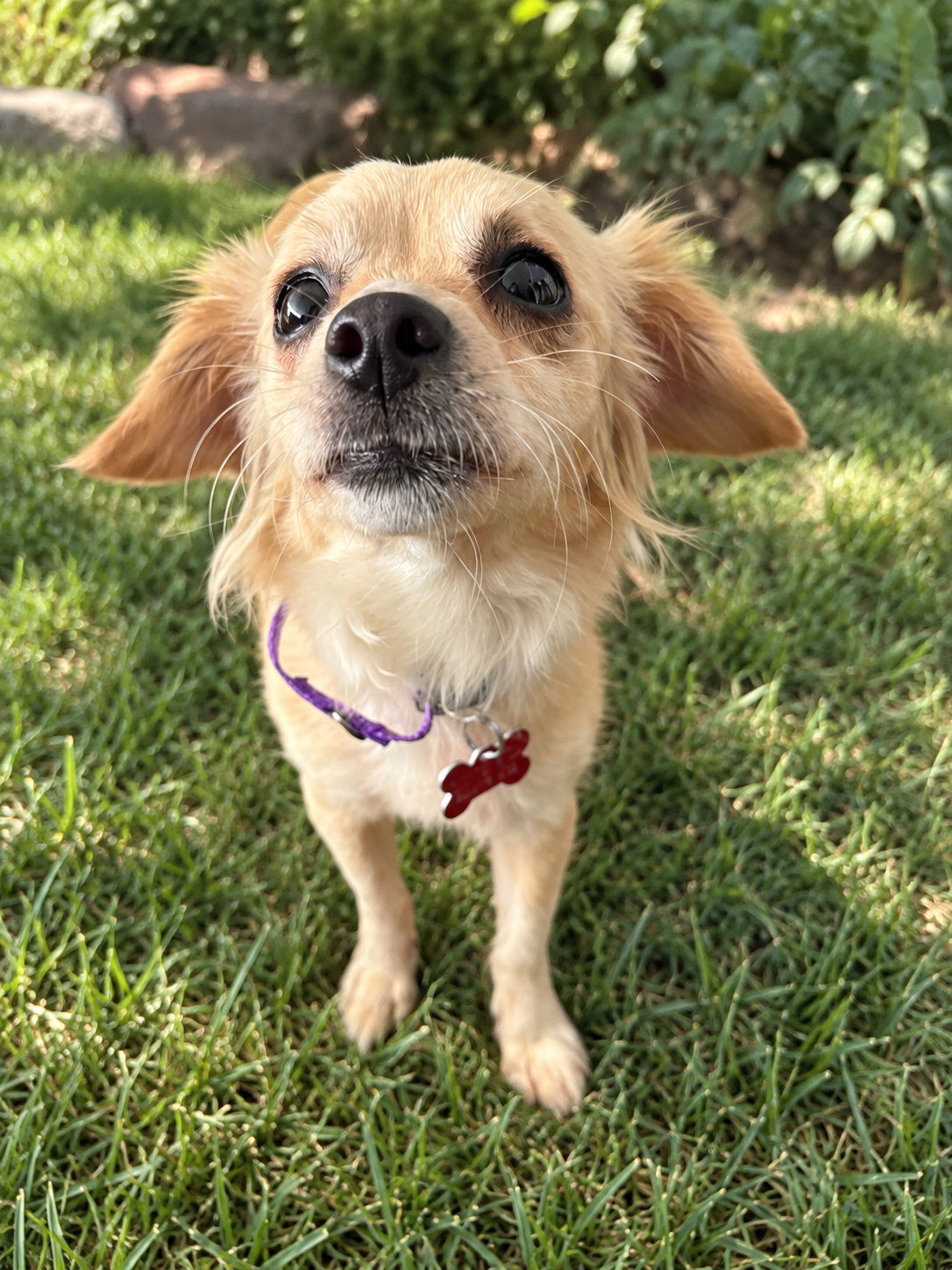 Tulip, Chihuahua