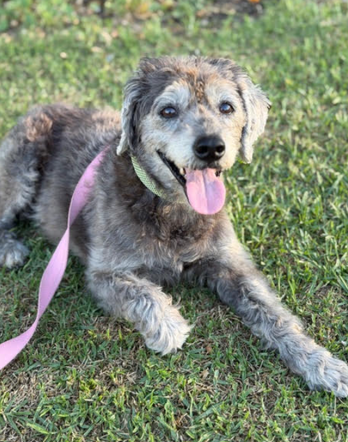 Edith, a dog for adoption from Second Chance Dog Rescue