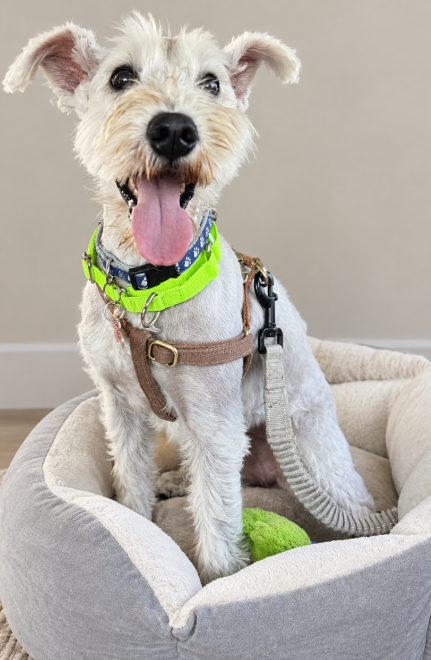 Woodford, Miniature Schnauzer / Terrier / Mixed (medium coat)