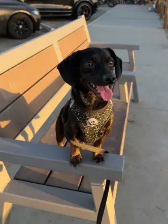 T-Bone - Dachshund