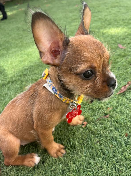 Delilah, Terrier / Chihuahua / Mixed