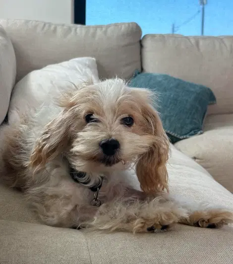 Happy - Spaniel