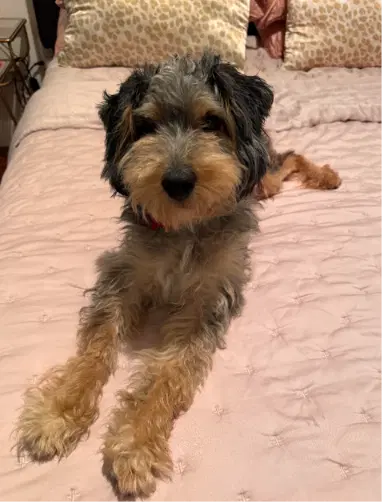 Smokey - Schnauzer