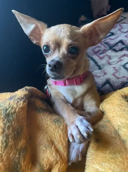 Buscemi - Chihuahua