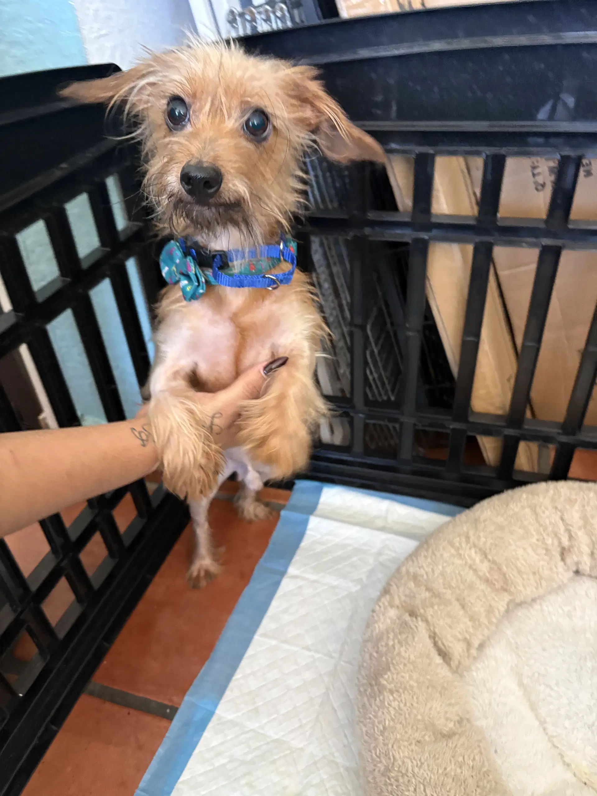 Rudy - Yorkshire Terrier Yorkie