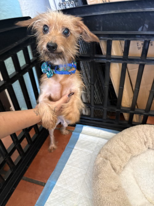 Rudy, Yorkshire Terrier Yorkie / Mixed (medium coat)
