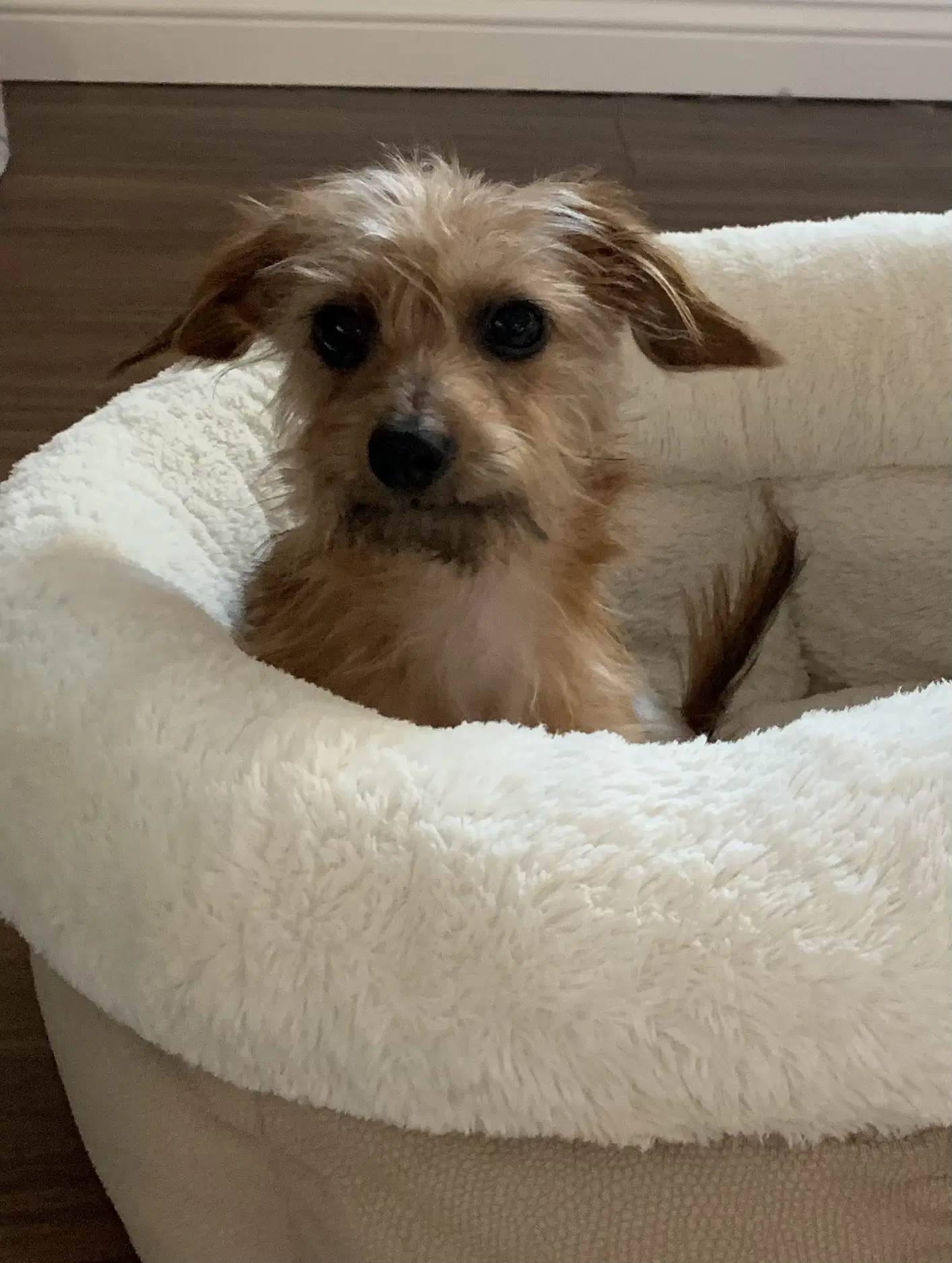 Rudy image 3