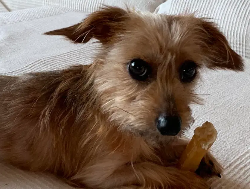 Rudy image 2
