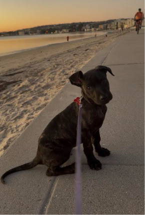 Labrador Retriever