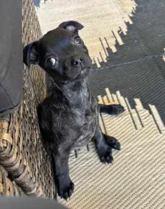 Newt - Labrador Retriever