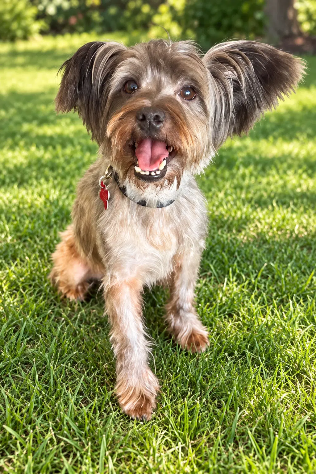 Tuggie - Silky Terrier