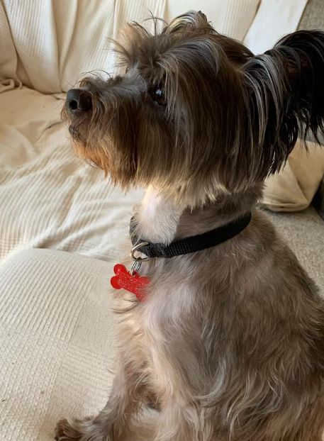 Photo 4 of Tuggie