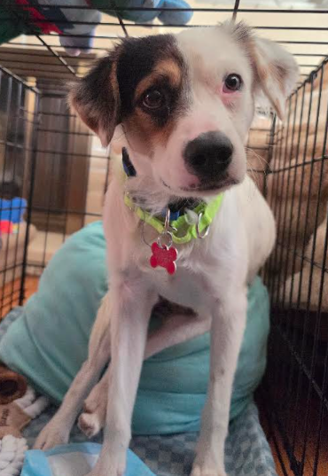 Ross