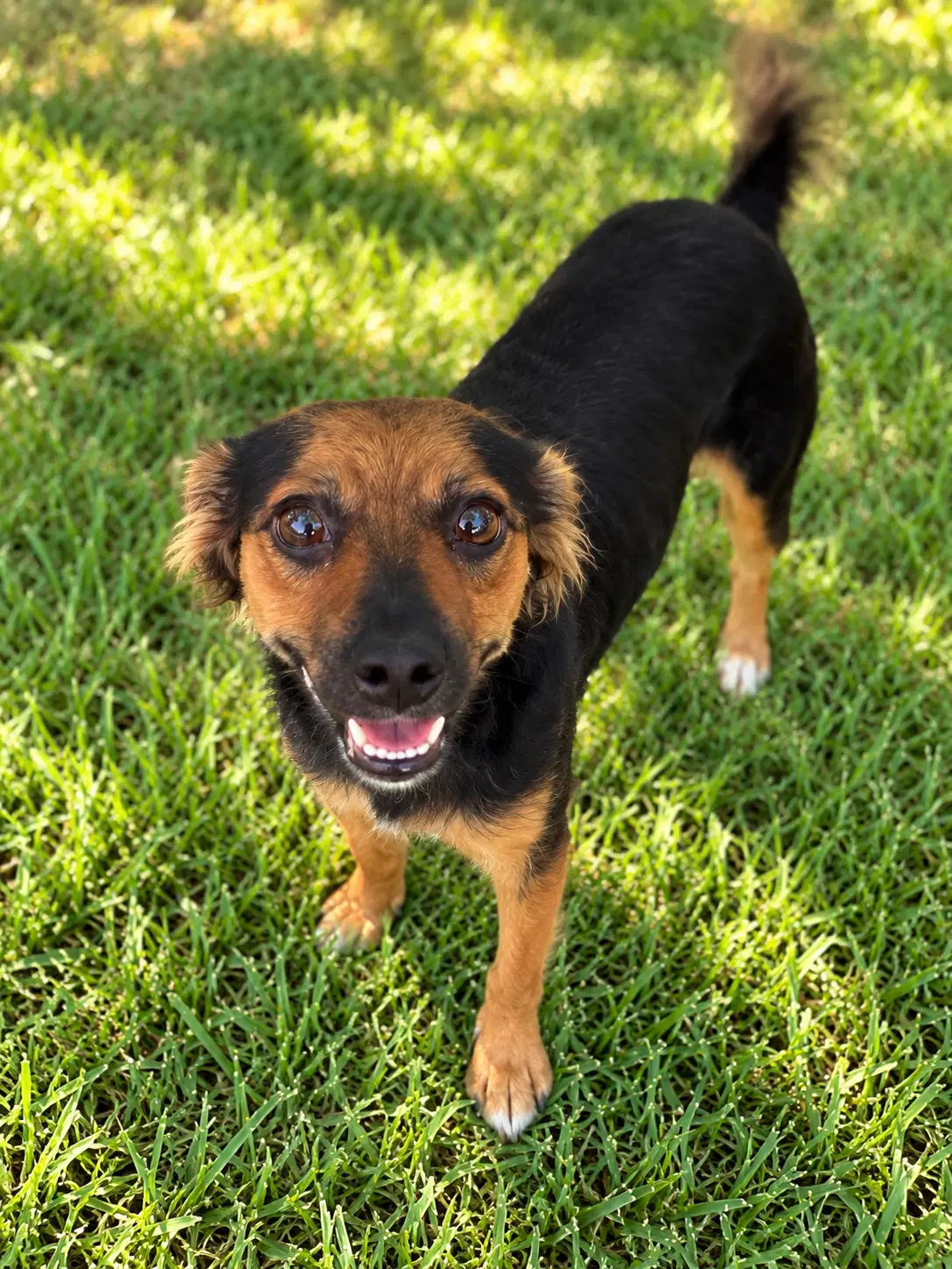 Sadie image 4