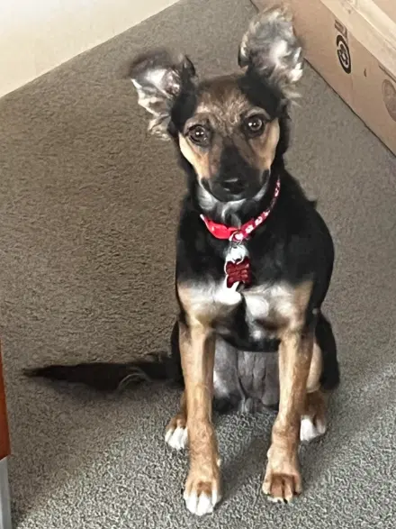 Sadie - Miniature Pinscher